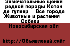 Замечательные щенки редкой породы Котон де тулеар  - Все города Животные и растения » Собаки   . Новосибирская обл.